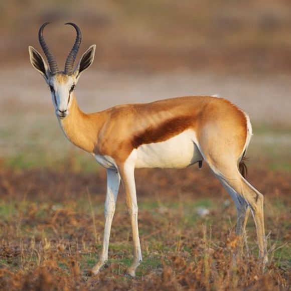 New! FASHION SENSITIVE PLANET African Springbok Fur Large Satchel Shoulder Bag - Picture 10 of 10